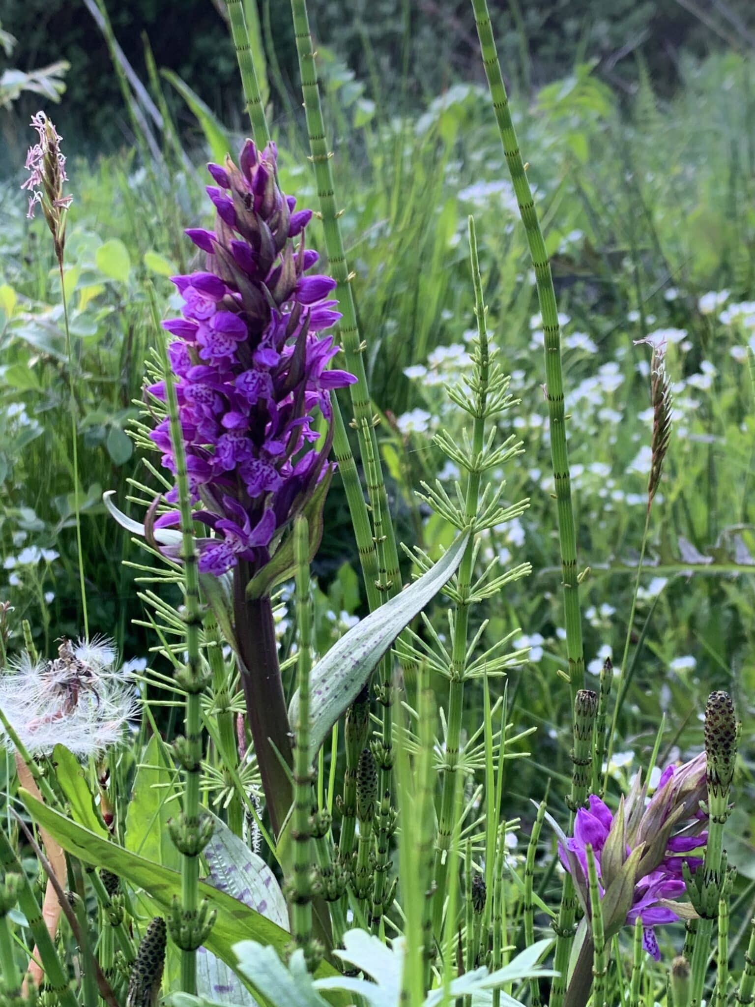 Blomst ved psykoterapi i Viborg